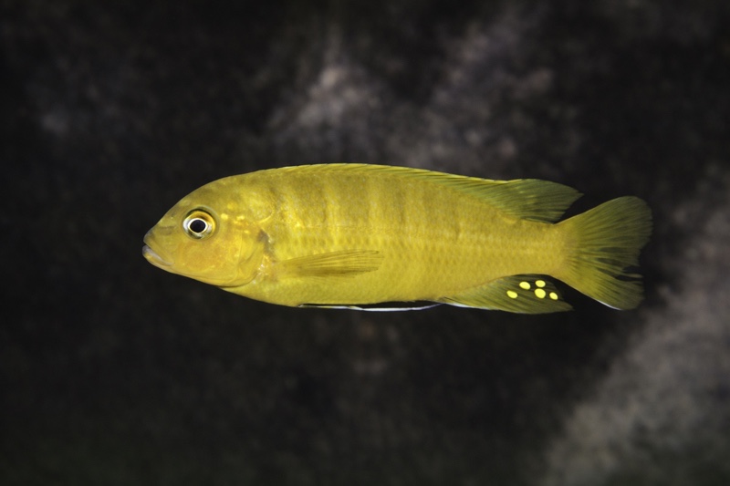 Maylandia sp. 'zebra gold' Mara Rocks